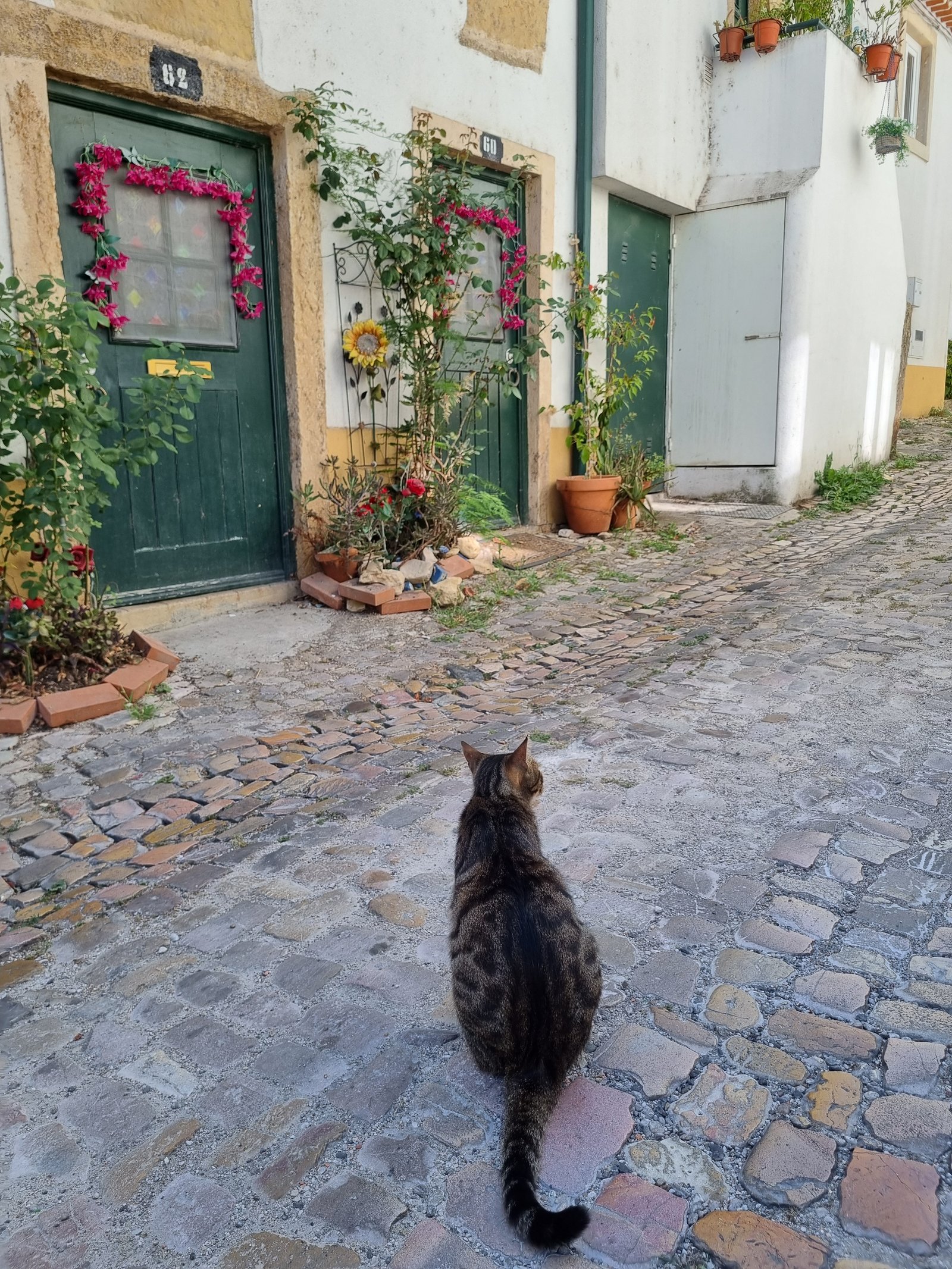 Tomar Sokak Kedi ve Çiçekli Ev