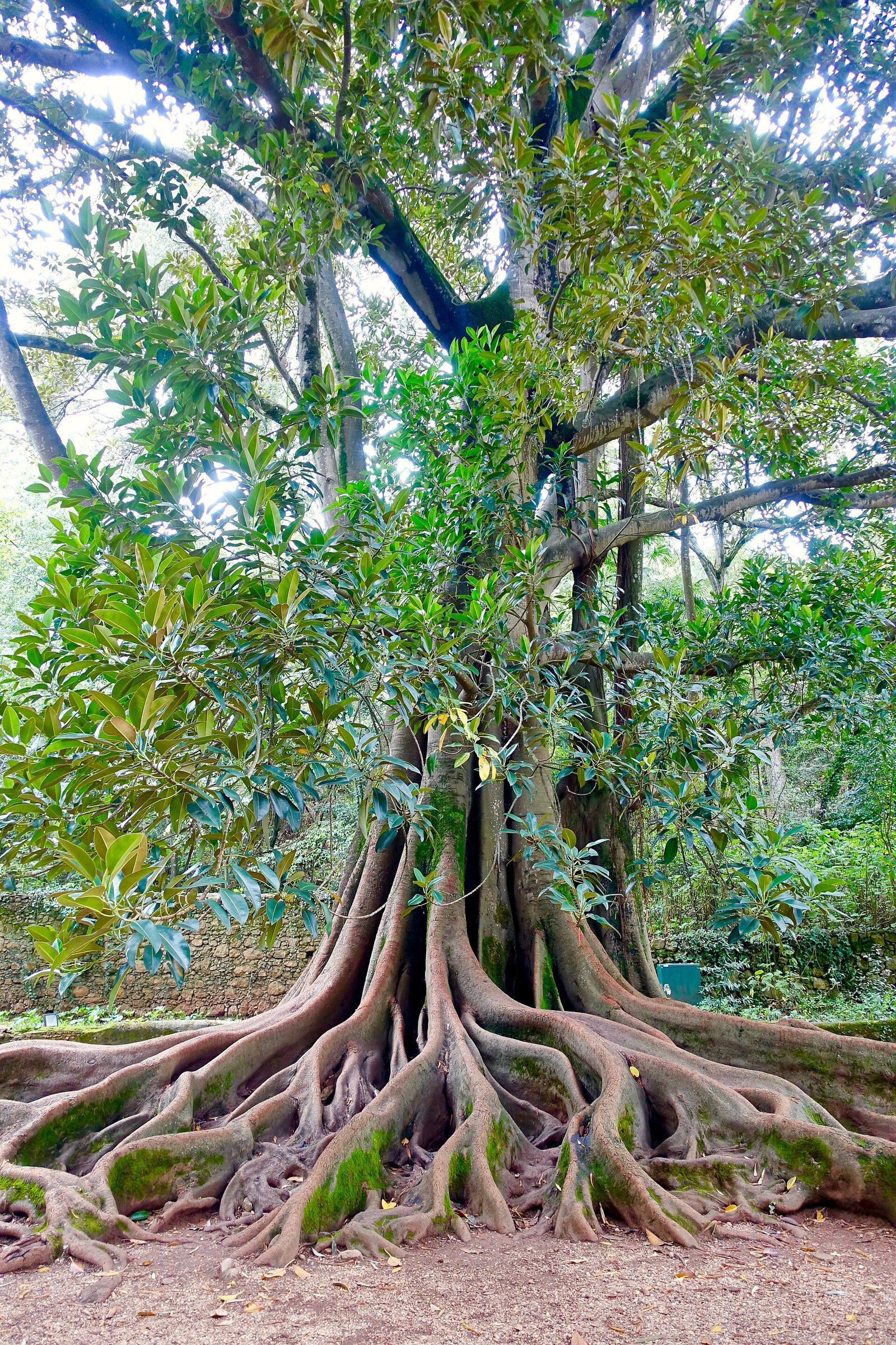 The broad trunk and roots of Figueira dos Amores at Quinta das Lágrimas